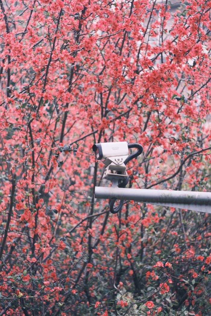 A security camera amidst vibrant spring cherry blossoms, blending nature with technology.